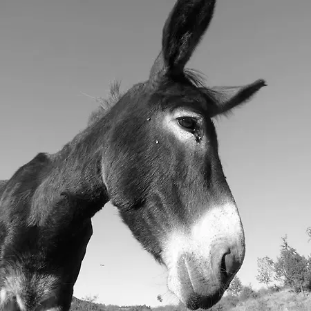 Holiday home Ciuchi House Cantalupo Ligure