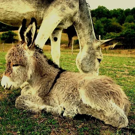 Holiday home Ciuchi House