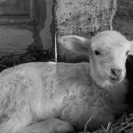 度假居 Ciuchi House *